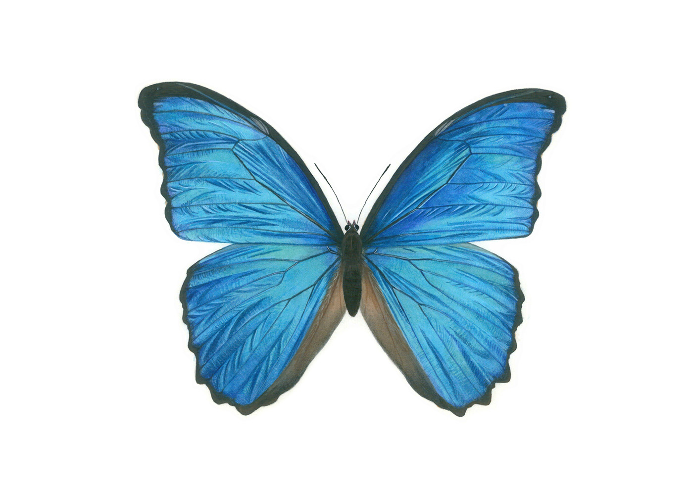 butterfly entomología entomology ilustración centífica lepidoptera mariposa moth papilio scientific illustration