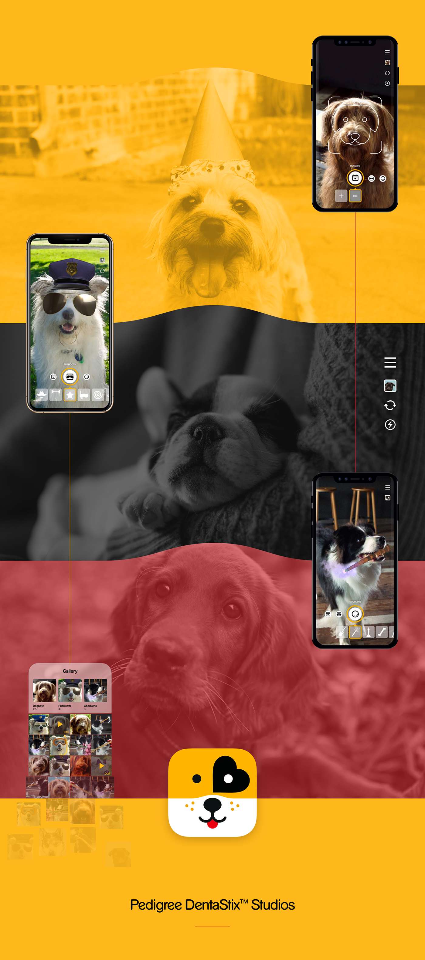 app dogs interaction Experience pets mobile