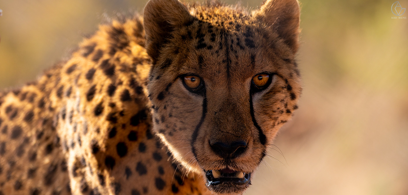 africancat animalphotography cheetah cheetahphotography Cheetahs conservation Guepard reintroduction Rewilding