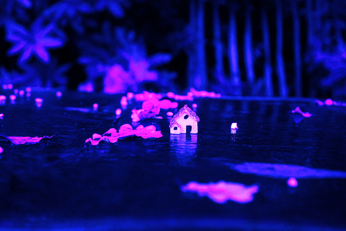 Photography  photoshop dream Nature edit purple invert neon