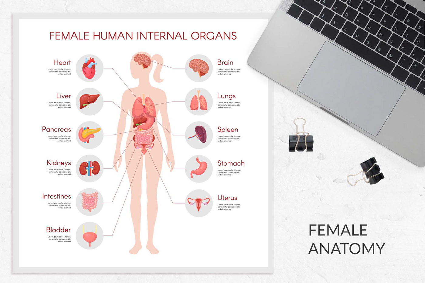 anatomy body digestive female Health human internal organs physiology system