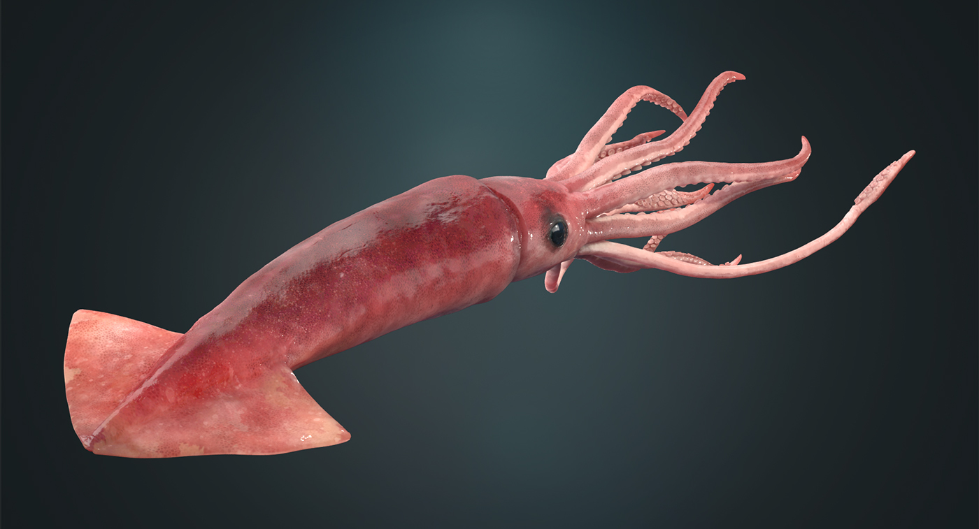 giant squid model