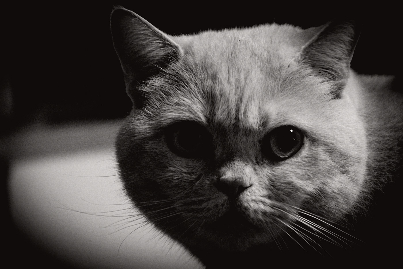 fotografie Fotografia Photography  photo animals Cat hund portrait dog Katze