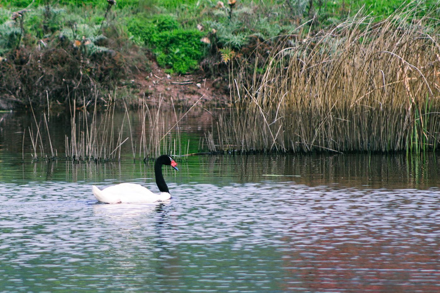aves chile Humedal laguna fauna paisajes naturaleza