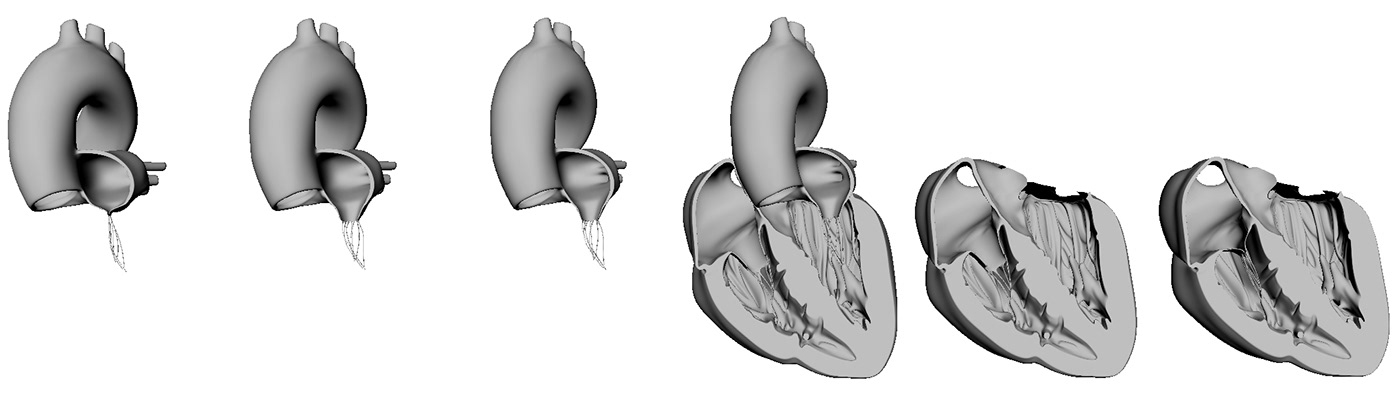 medical 3D CGI heart animation  photorealistic Pharmaceutical Health aorta
