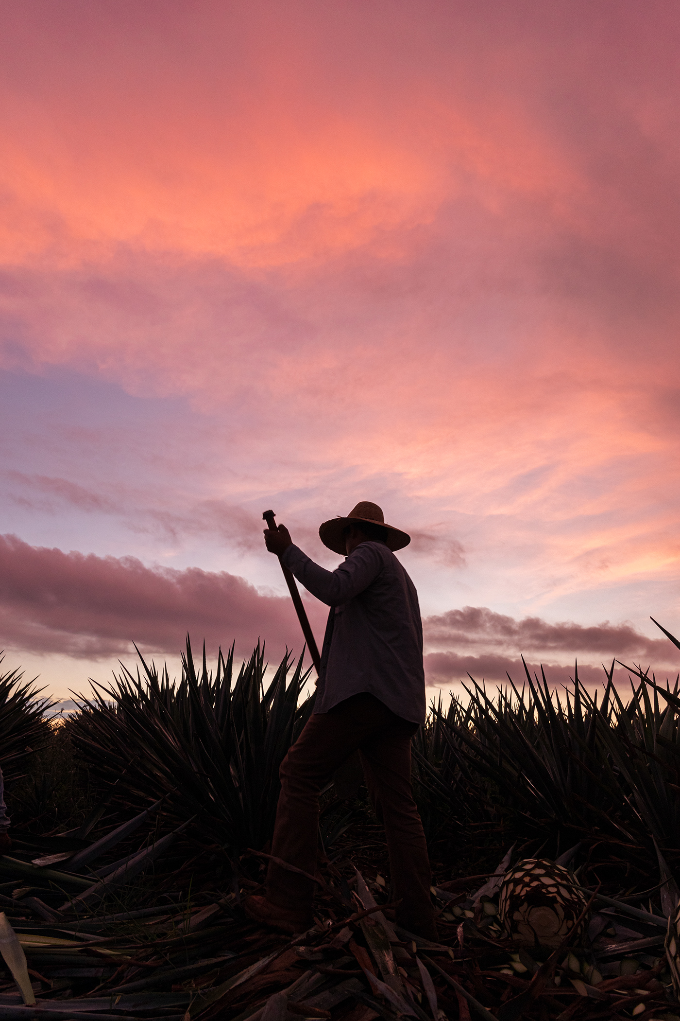Tequila Tequila Sunrise jalisco agave Maguey mexico photographer Nature Landscape Arandas