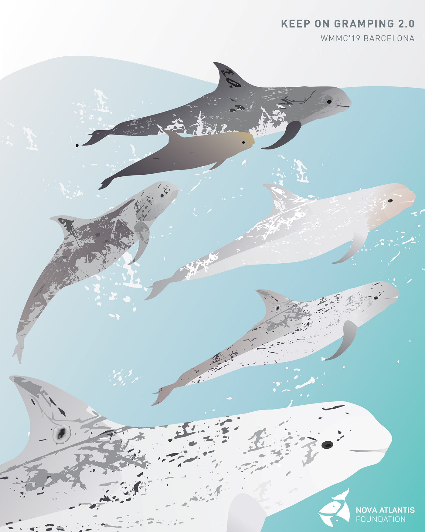Dolphins research Risso's dolphins