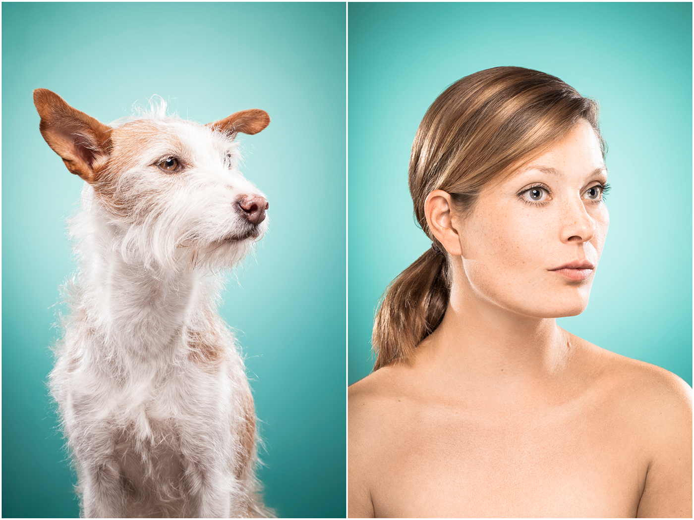 dogs dog dog portrait animal animal photography portrait photography