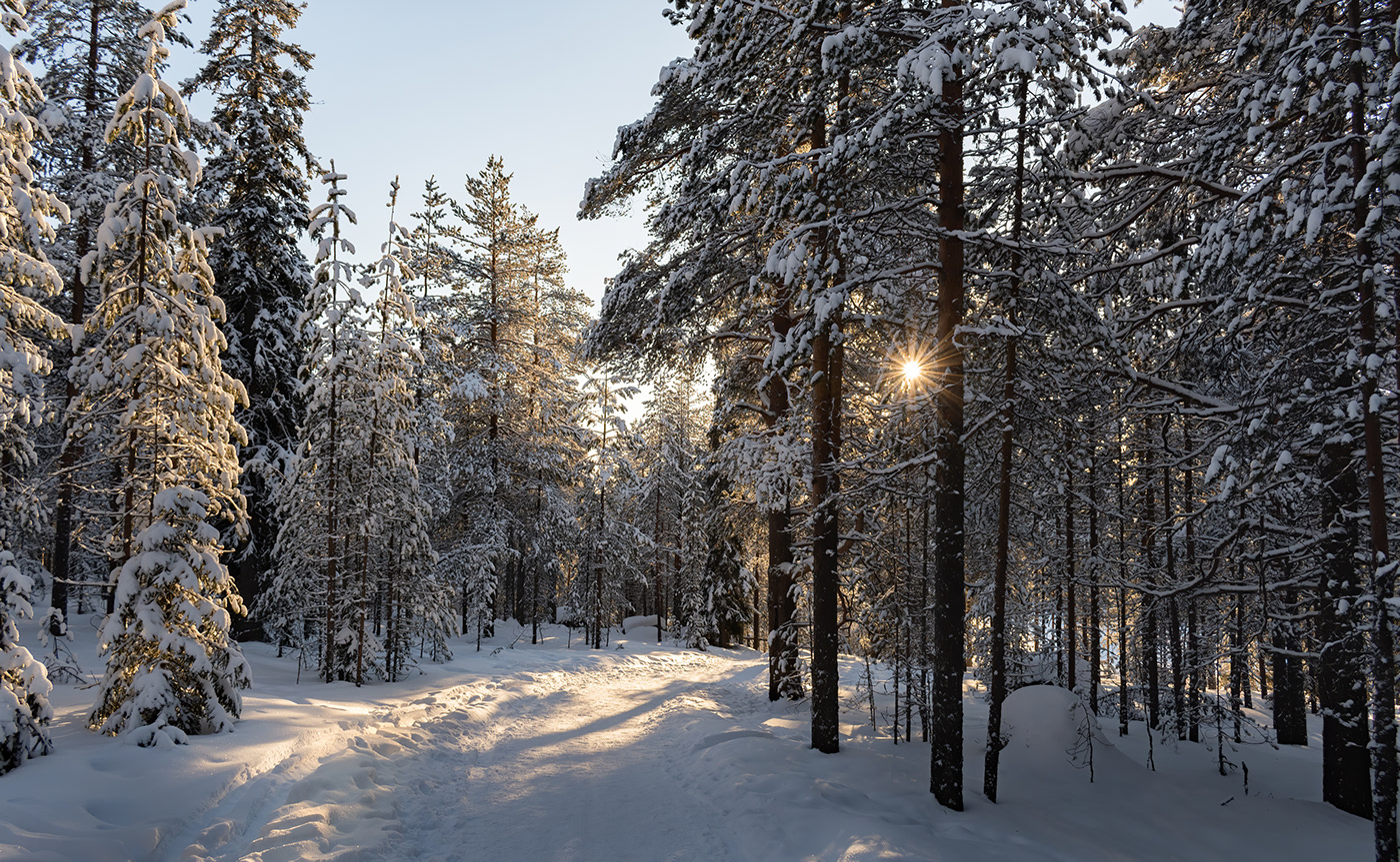 bosque finland Finlandia forest Lapland Laponia nieve Outdoor Photography  snow