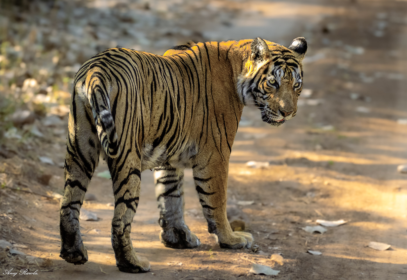 wildlife Nature Photography  Landscape birds tigers safari jungle India Rajasthan