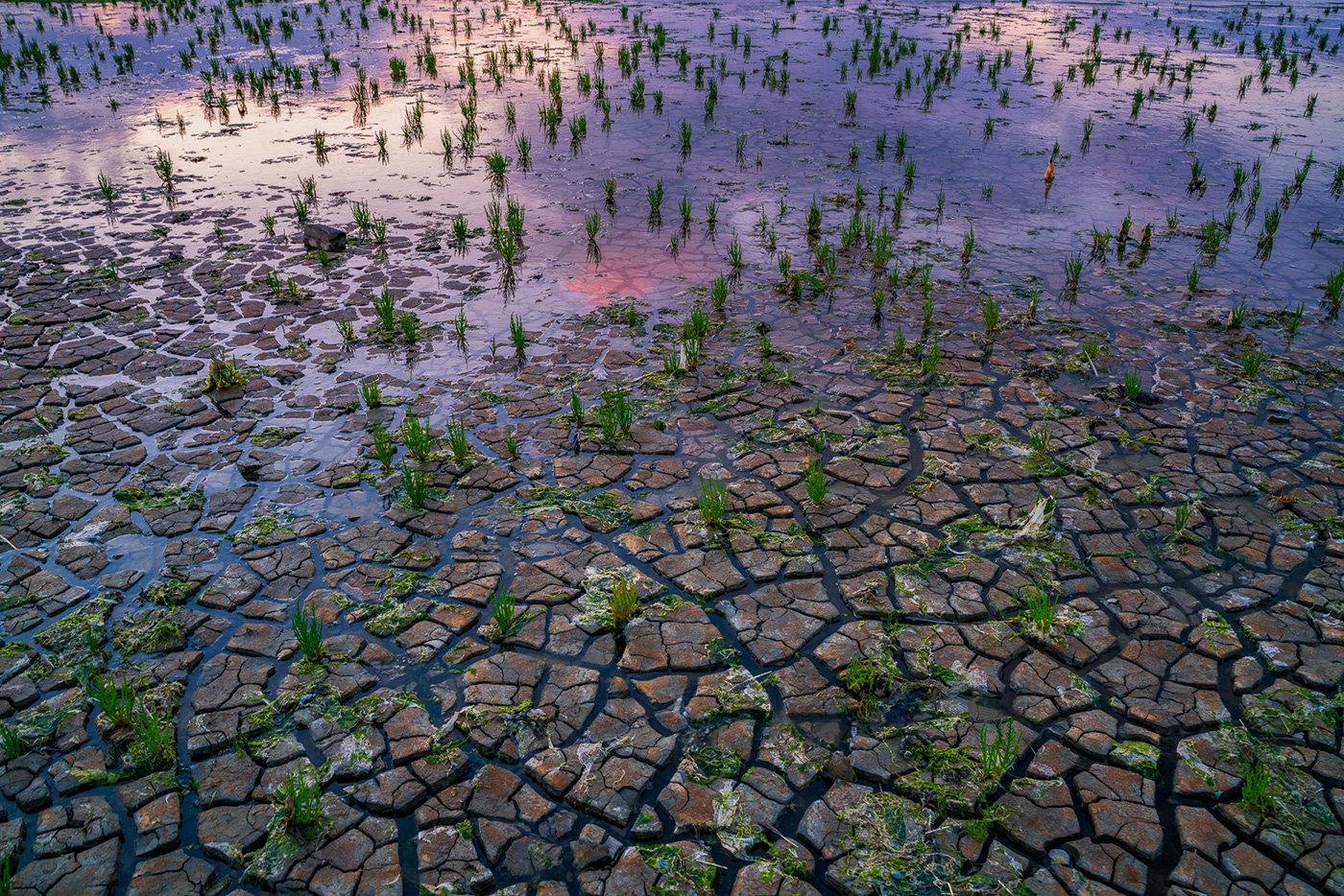 coastline Drought Netherlands heat global warming Albert dros