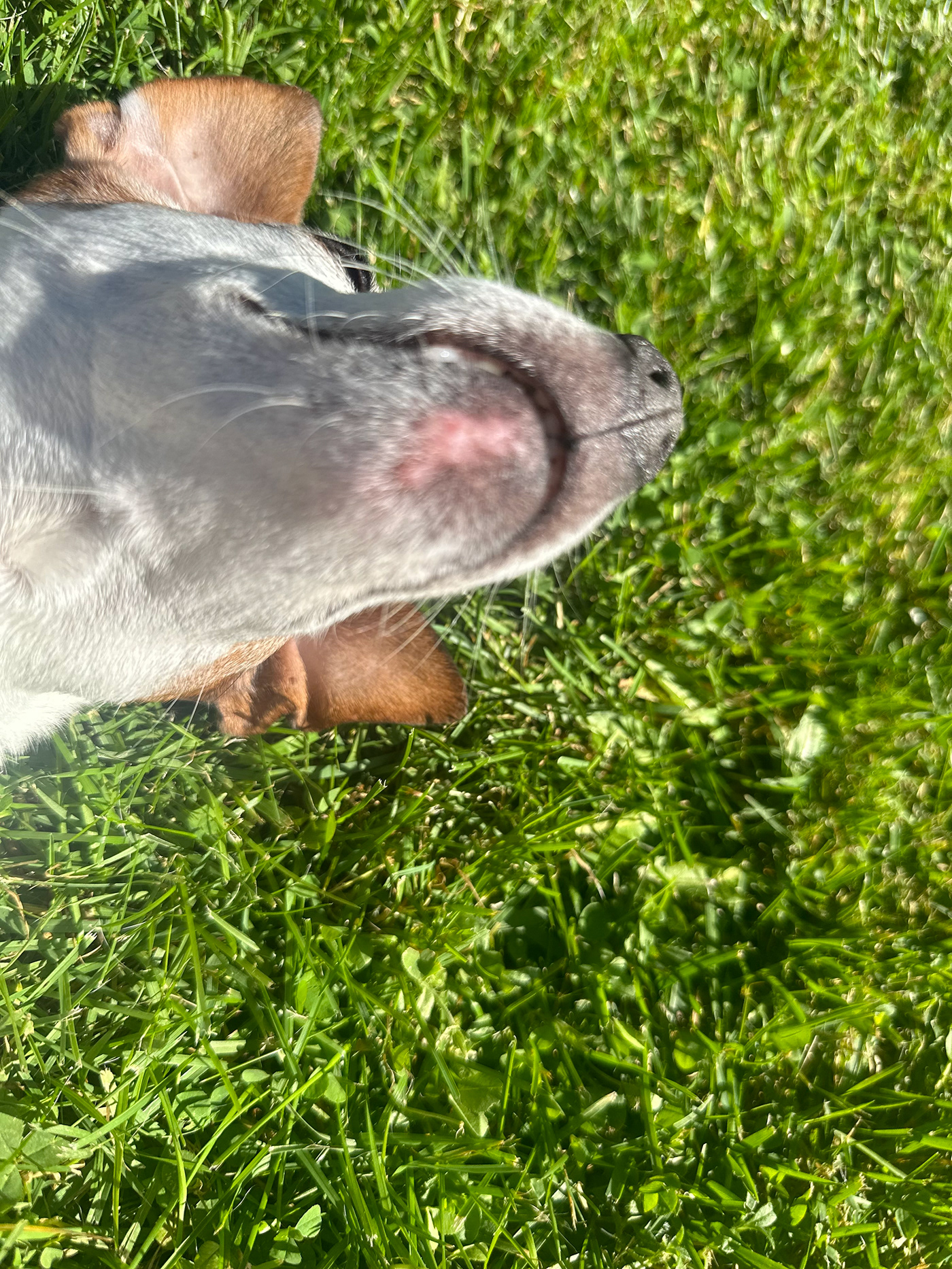 animals dogs pets Pet Portrait outside sunshine cute Fun