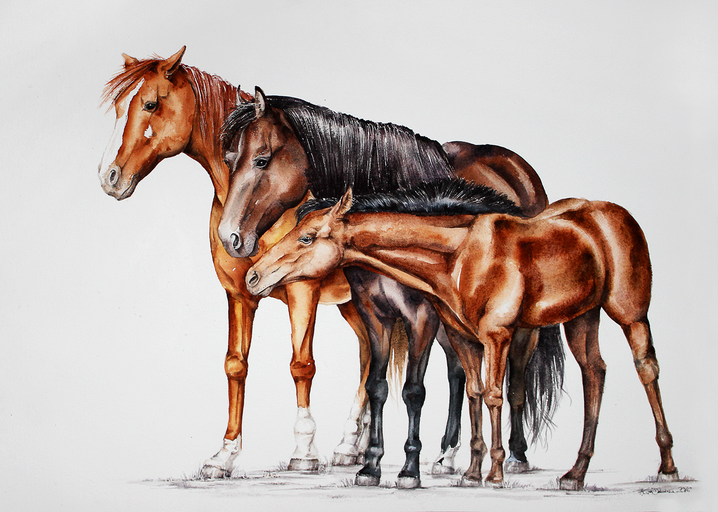 horses horse portrait watercolour Nature ridding animals