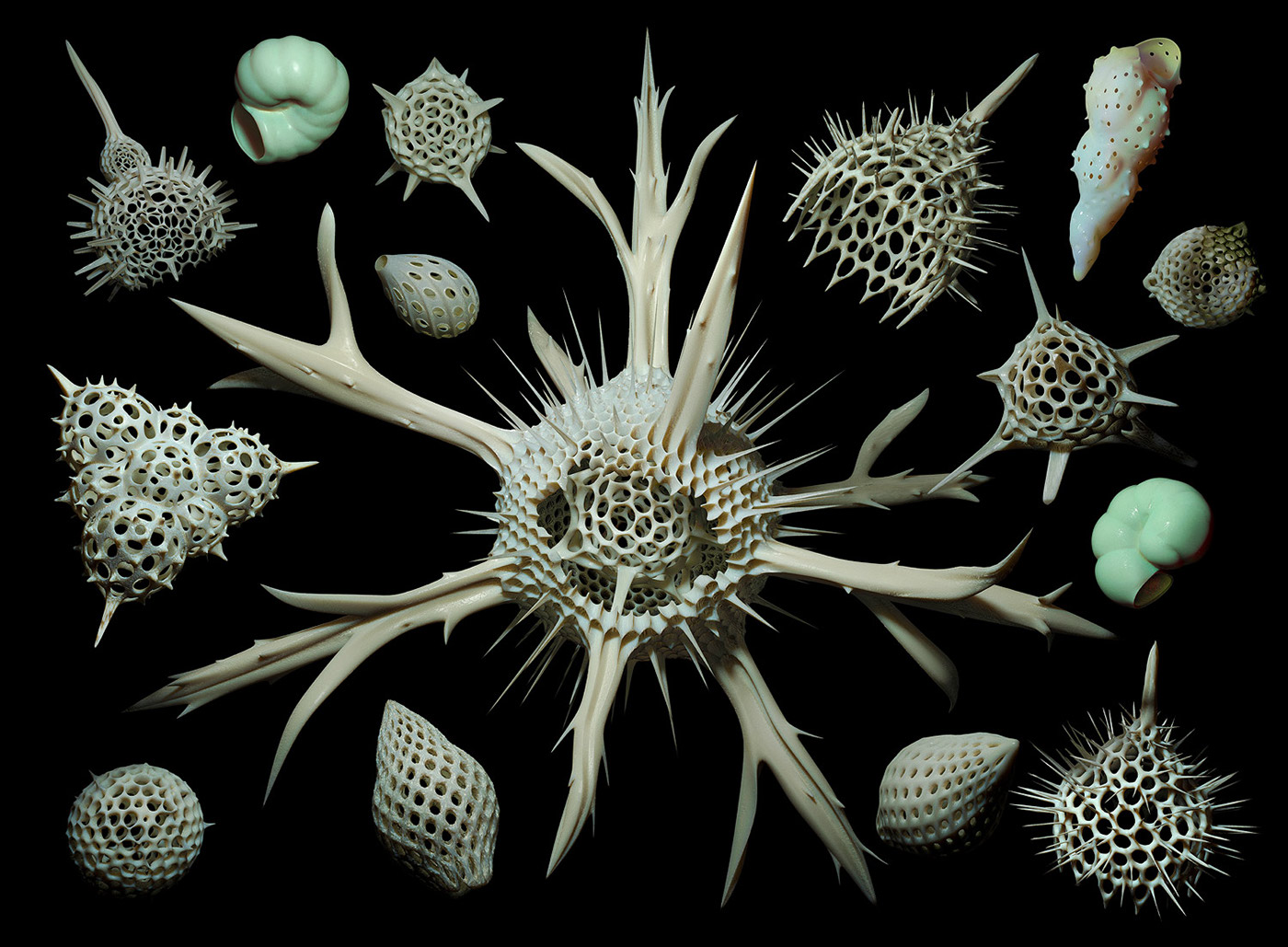 radiolaria foraminifera skeletons 3D micro macro life Nature realistic