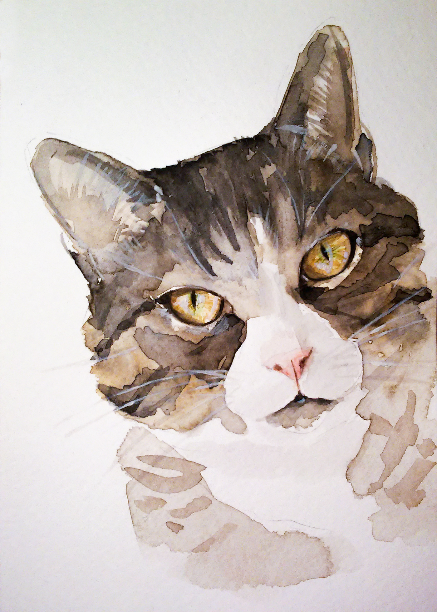  Watercolor  cats  on Behance