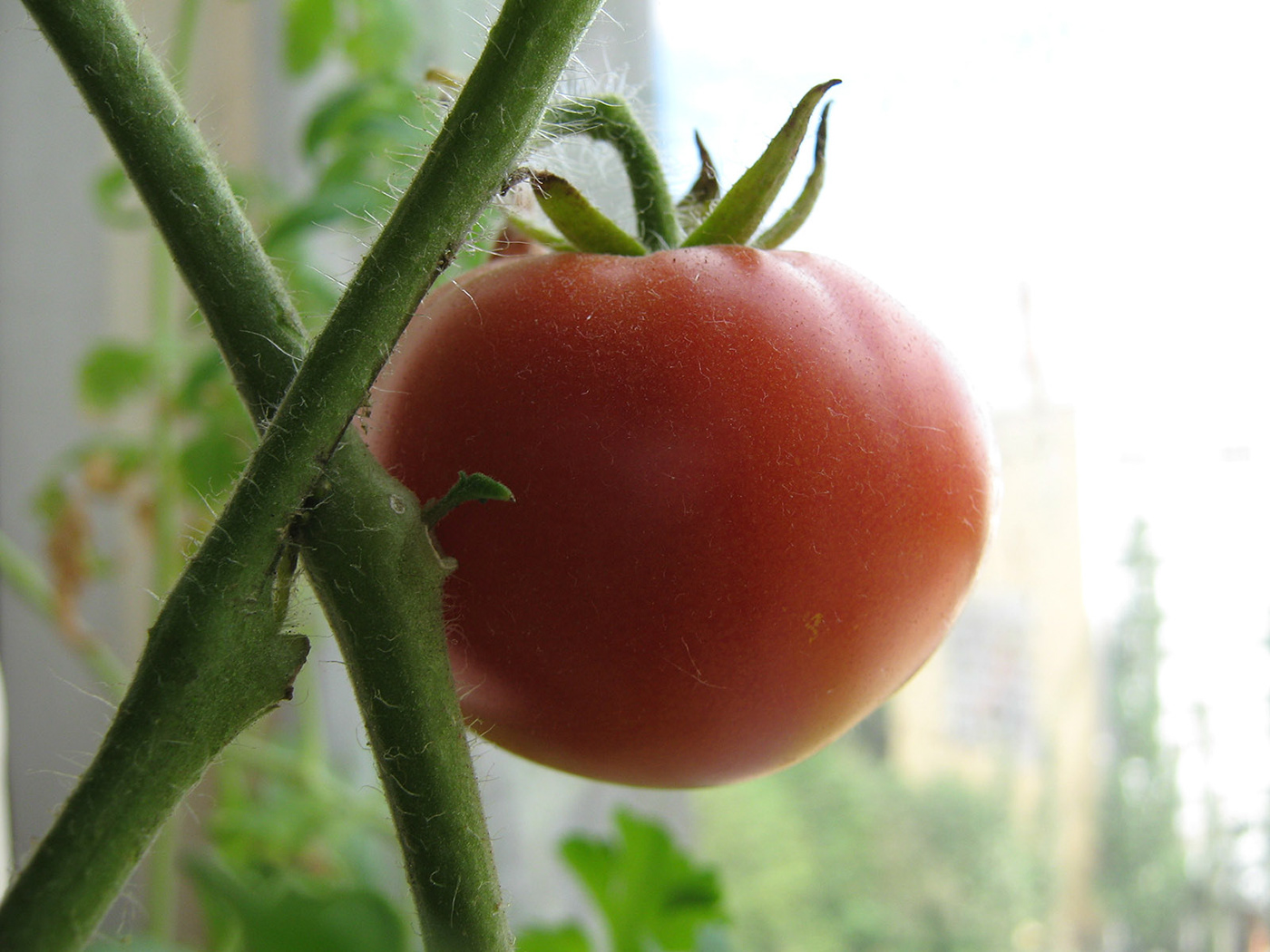 Bell Pepper eggplant kitchen garden Tomato