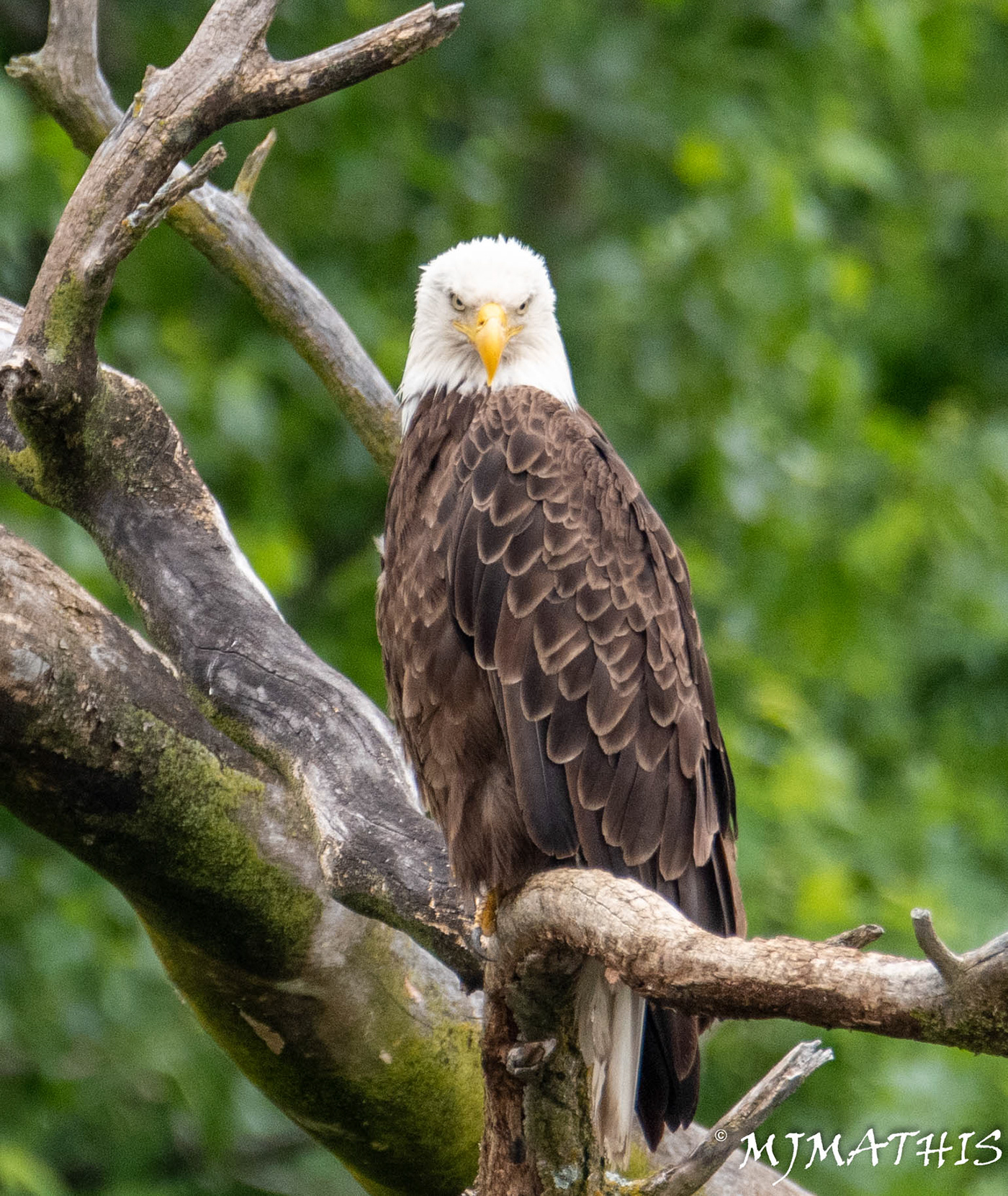 bald eagle eagle raptor birds Wildlife photography nature photography Ecology Photography