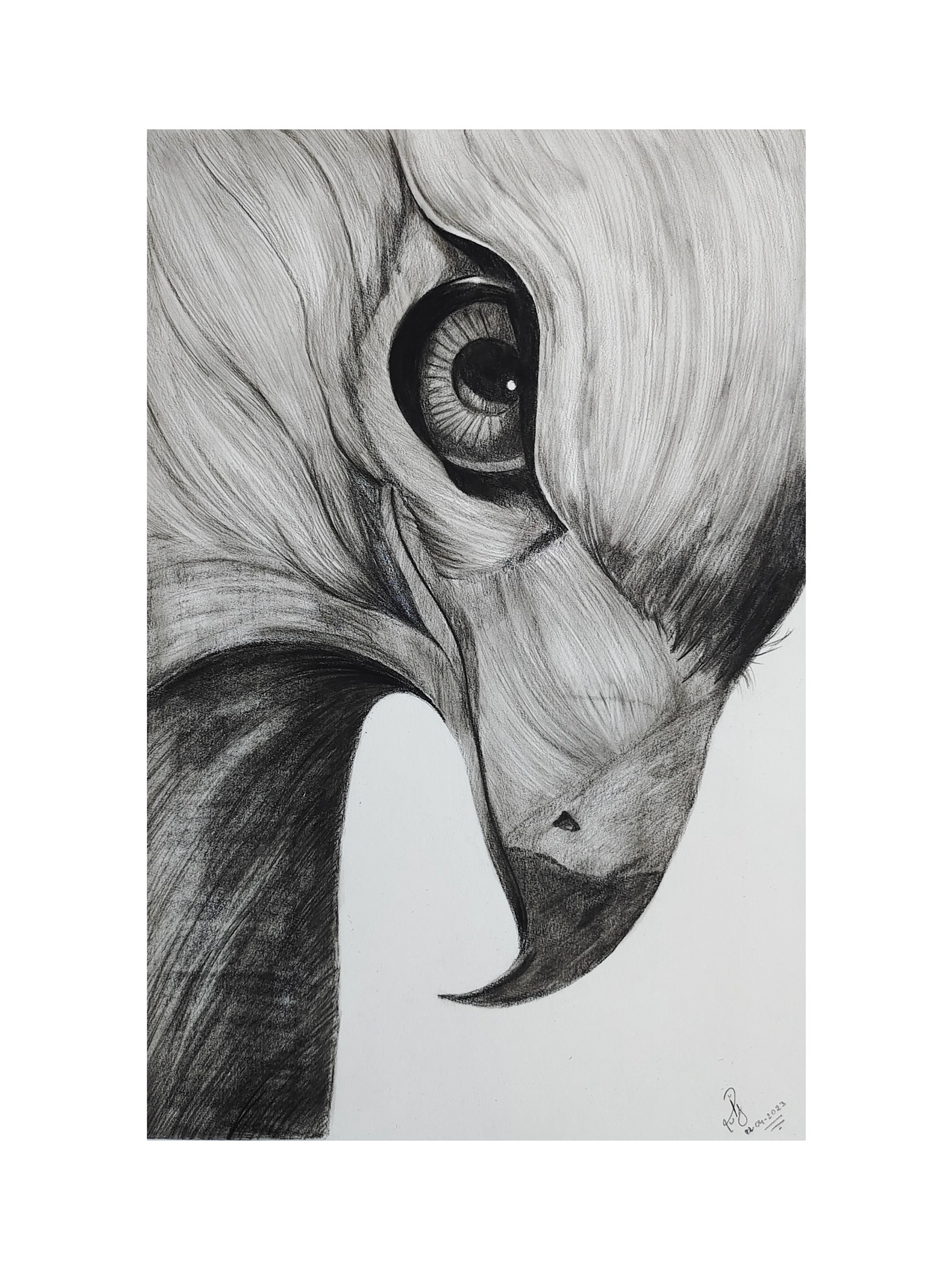 sketch Drawing  artwork Charcoal Drawing eagle black and white