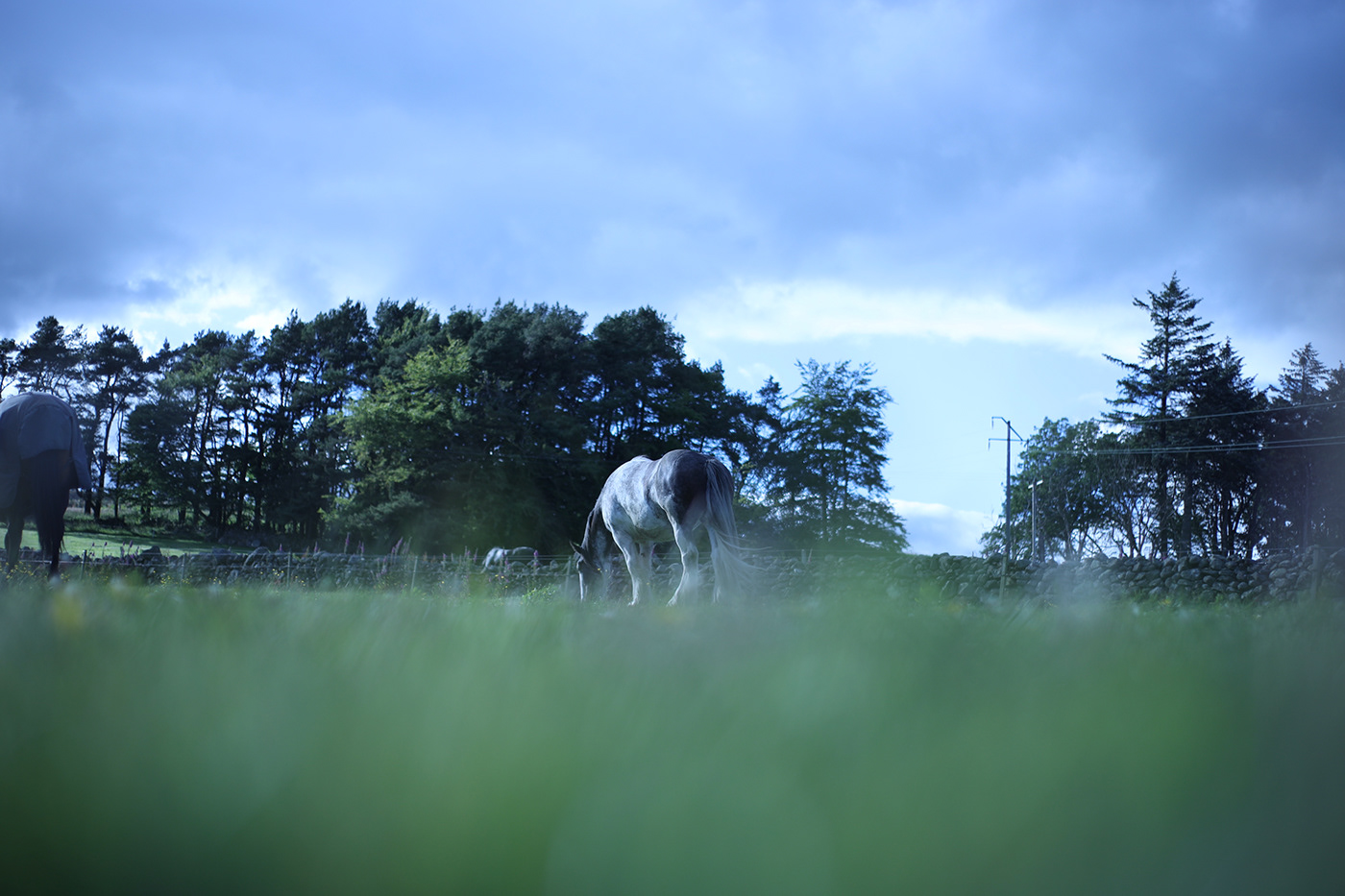 animal equine horse Landscape living Photography 