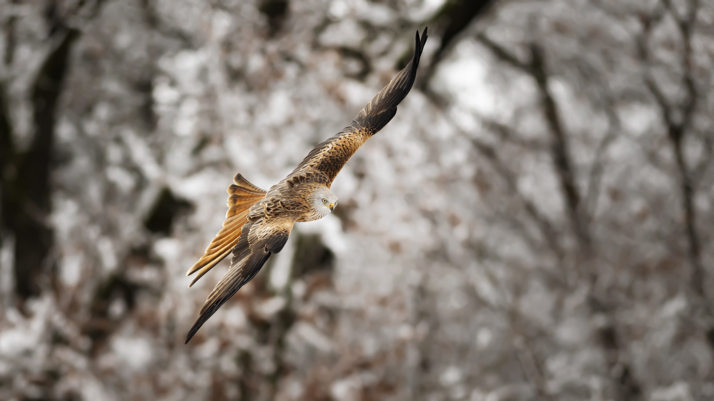 animal bird cold falcon Nature photographer Photography  redkite wildlife winter