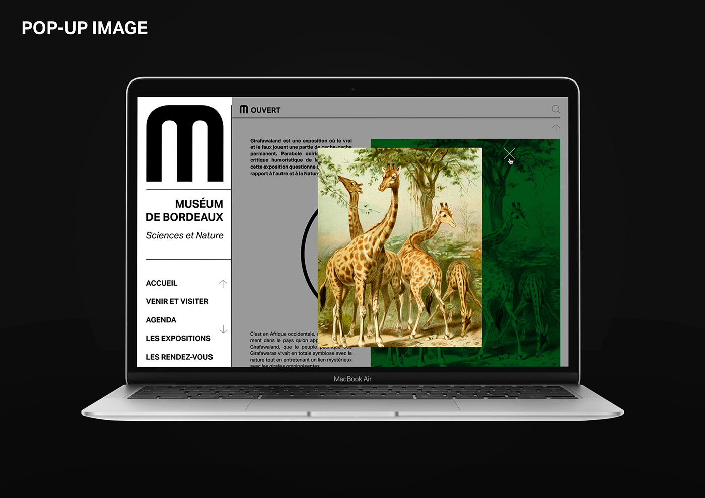 communication Design Graphic edition identité visuelle musée Packaging Webdesign