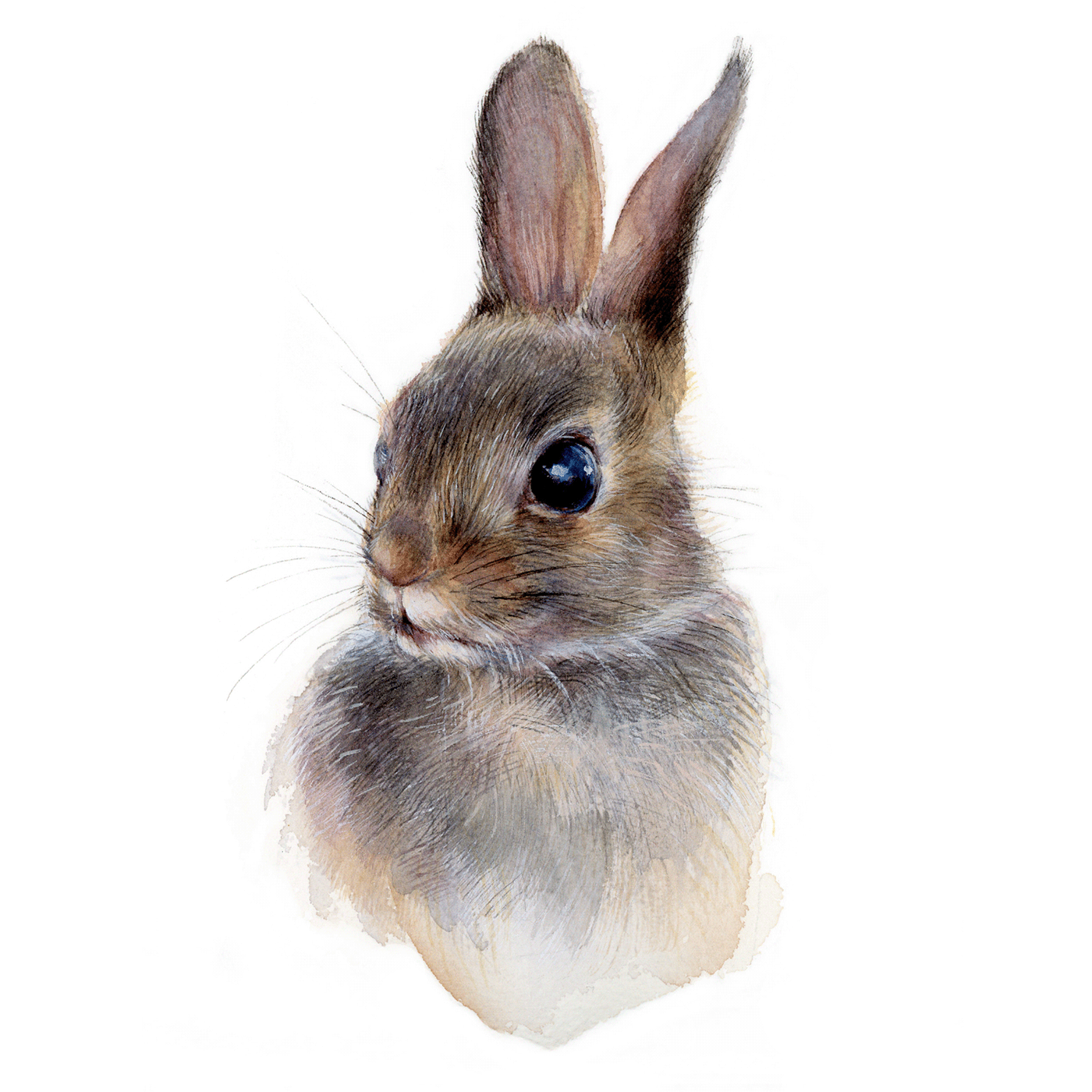watercolor painting   sketch portrait rabbit bunny fauna Nature Drawing 