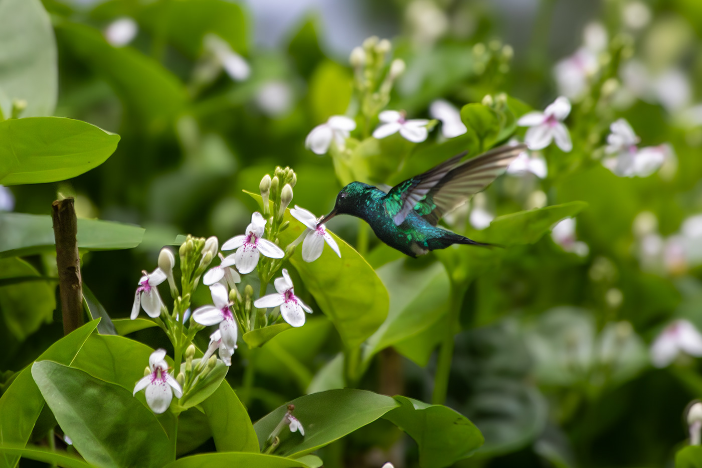 hummingbird bird wildlife colombia