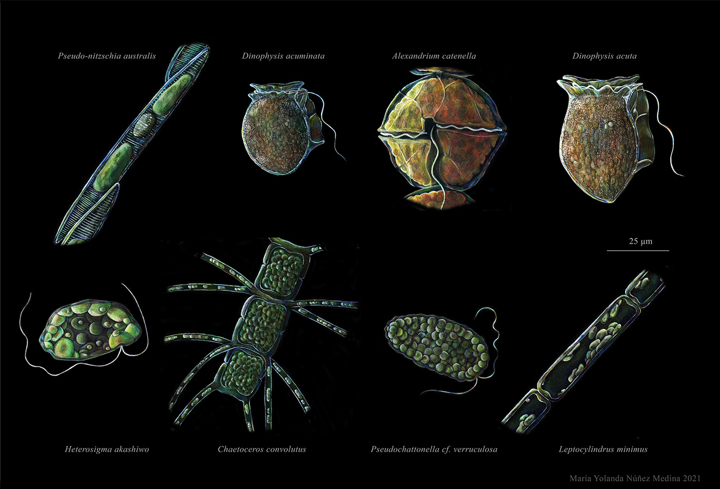 ilustracion Pencilcolor ILLUSTRATION  adobephotoshop plankton redtide Ocean lapices de colores plancton marea roja