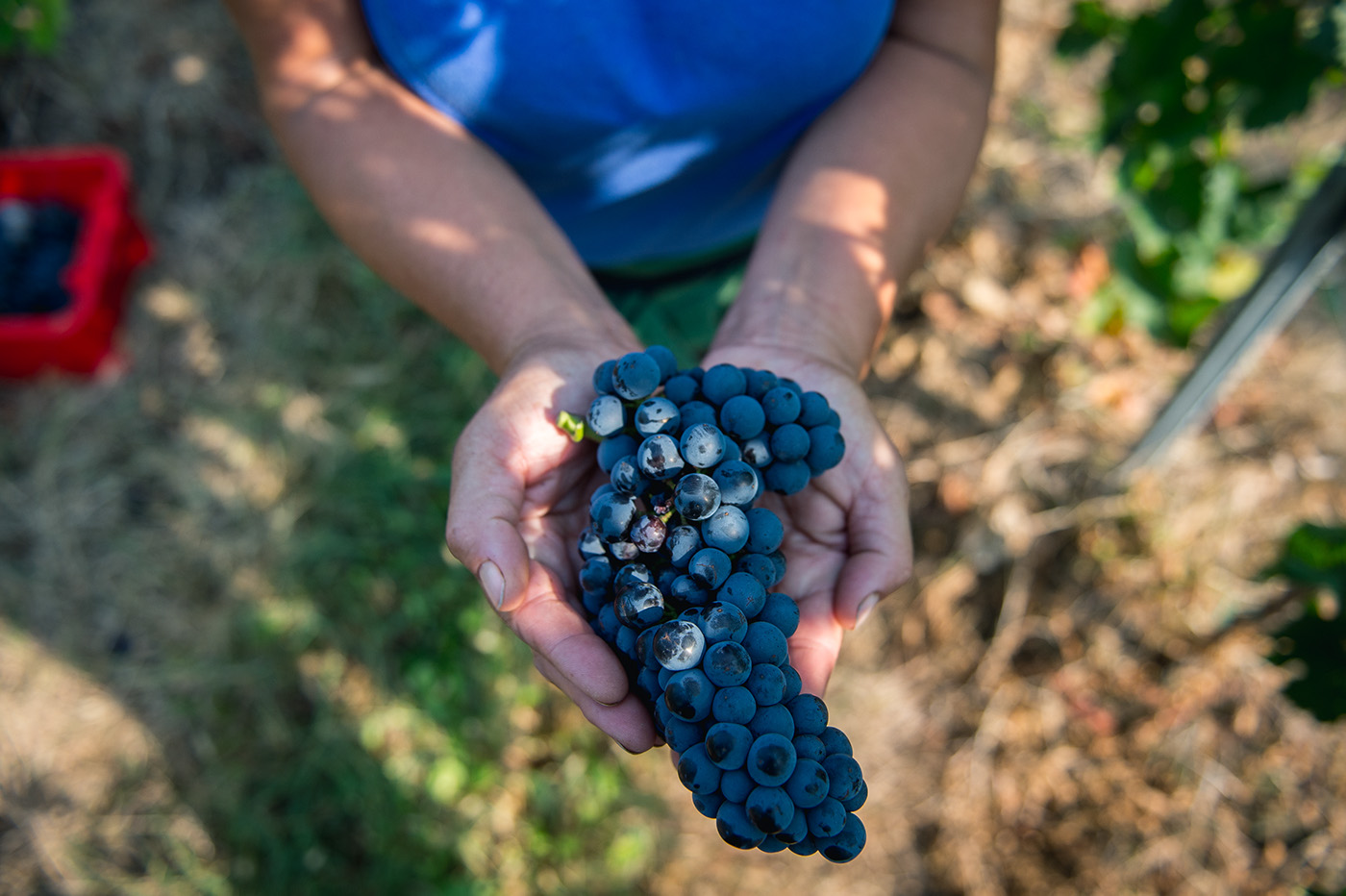 photoreport photo Photography  wine harvest vineyard grape field Work 