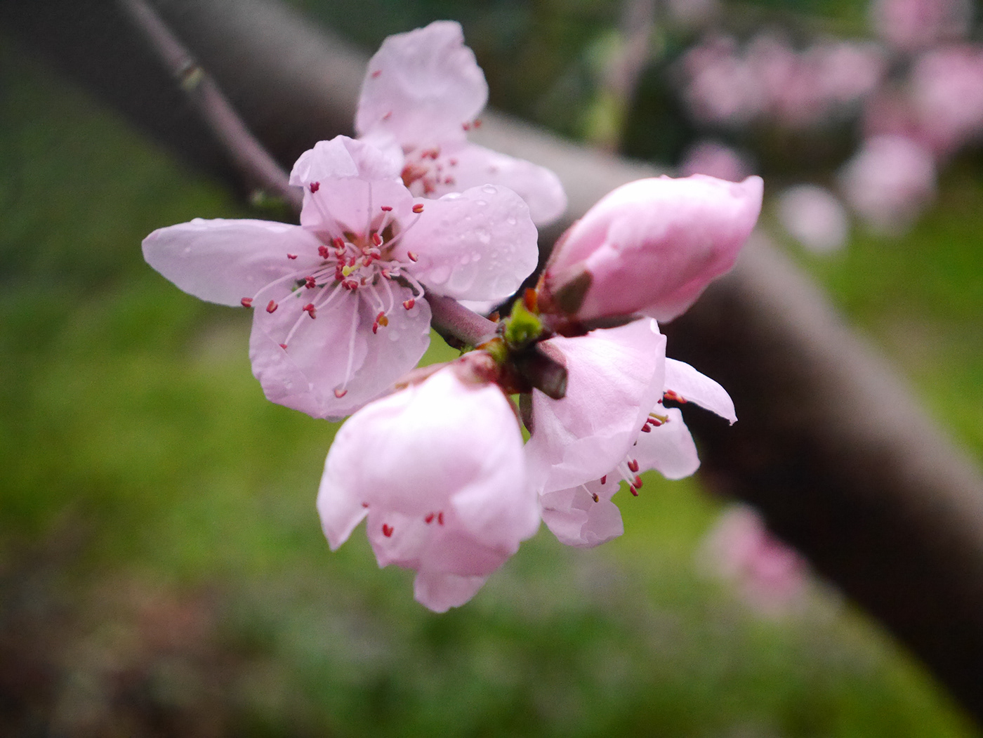 flower spring blossom