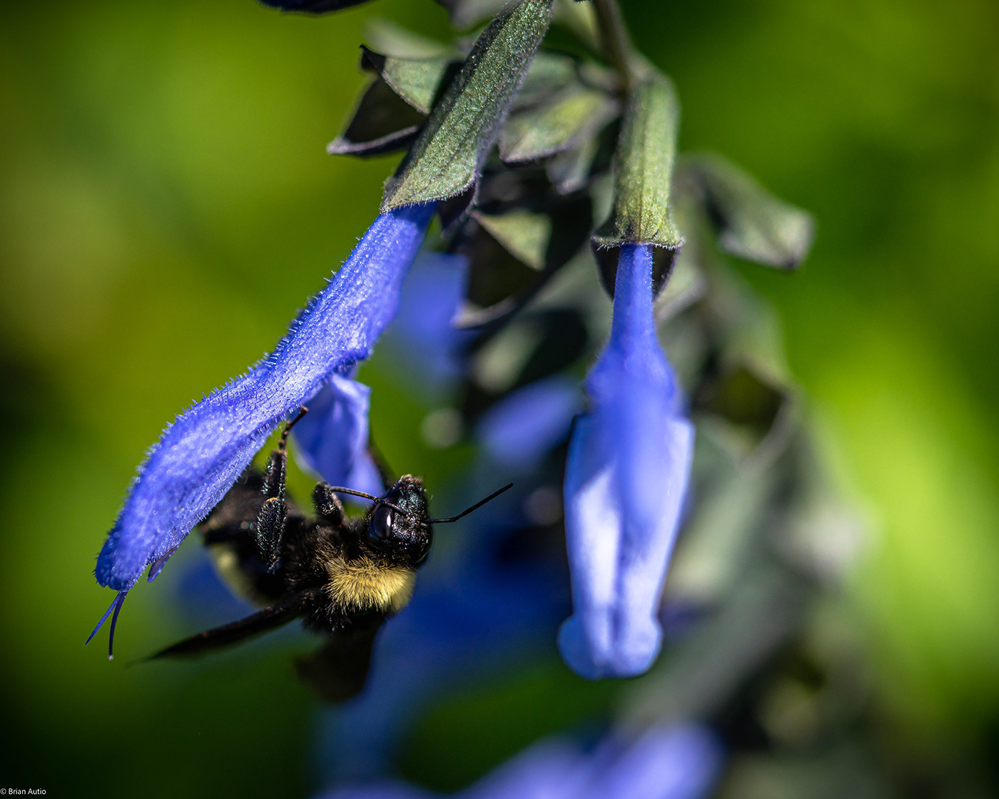 blue Bumblebee Flowers insect lightroom macro Photography  wasp yellow
