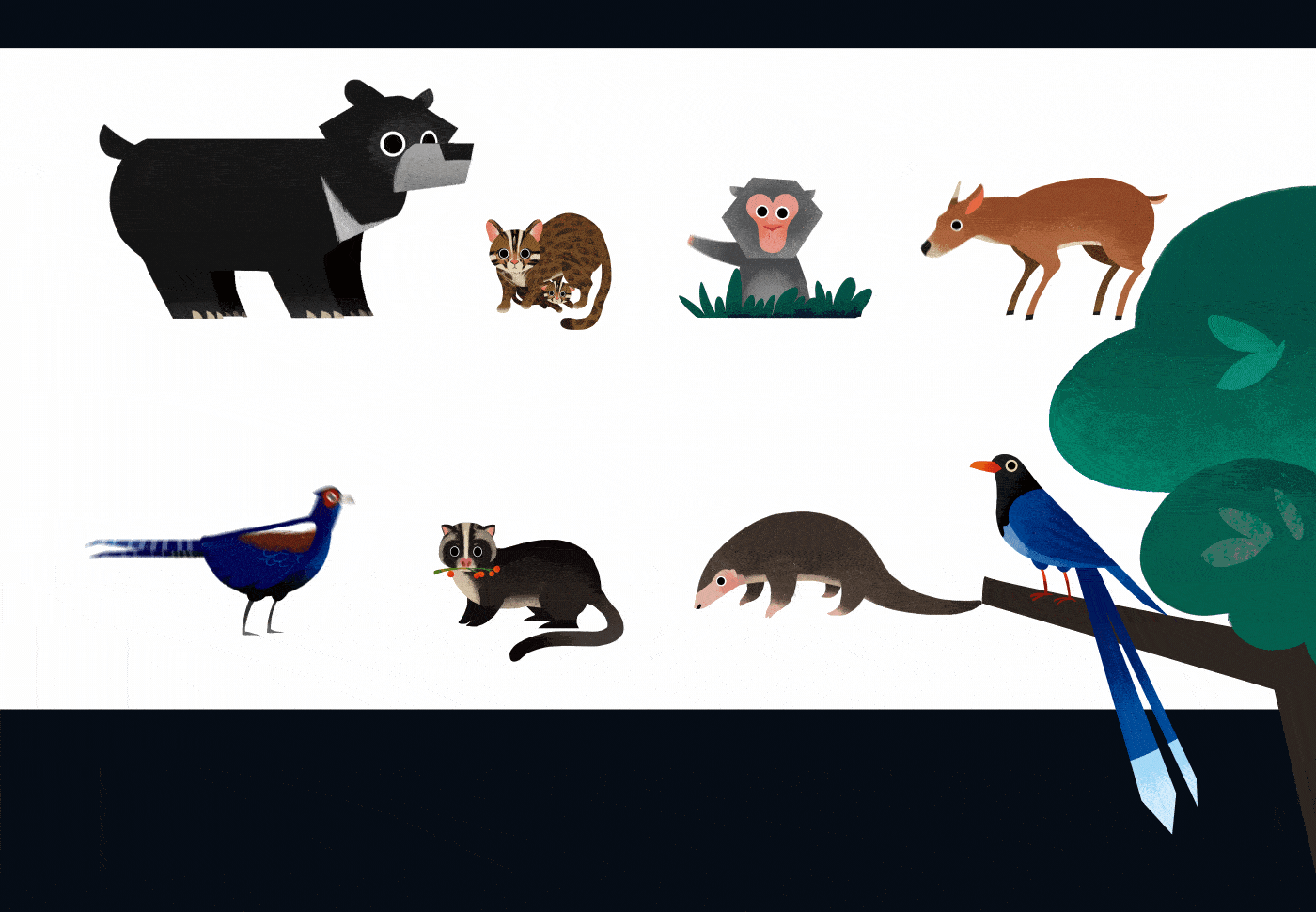 animal Nature animation  motion design Character design  concept art ILLUSTRATION 