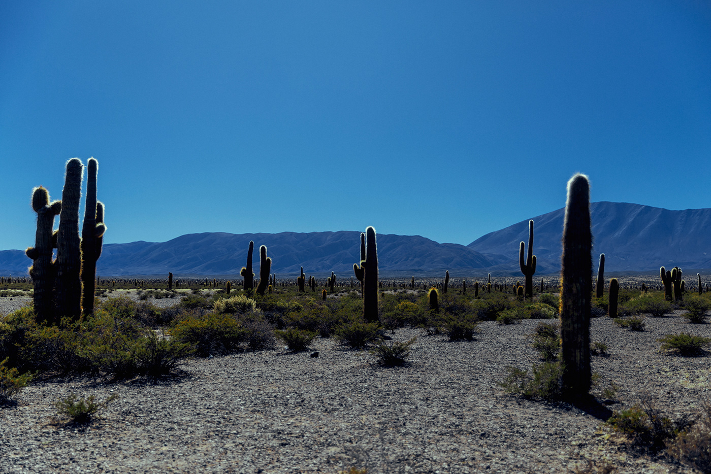 mountain Landscape Photography  Nature Travel cactus color grading cinematography photoshop argentina