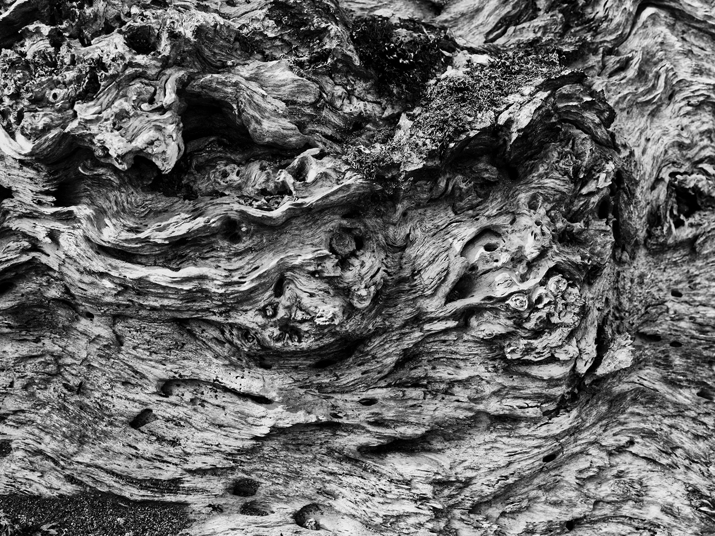 black and white texture wood