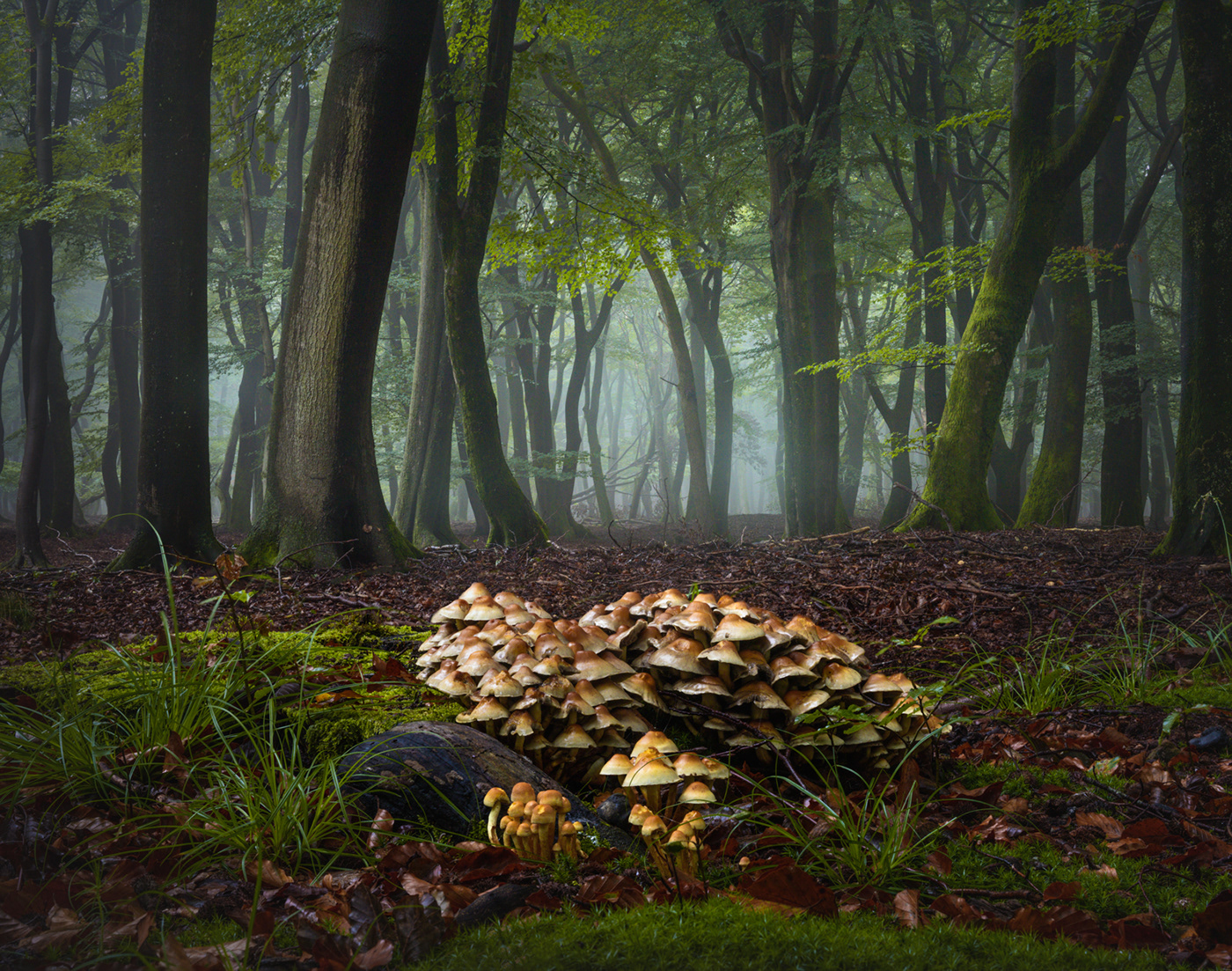 Mushrooms shrooms forest fairytale Magic  