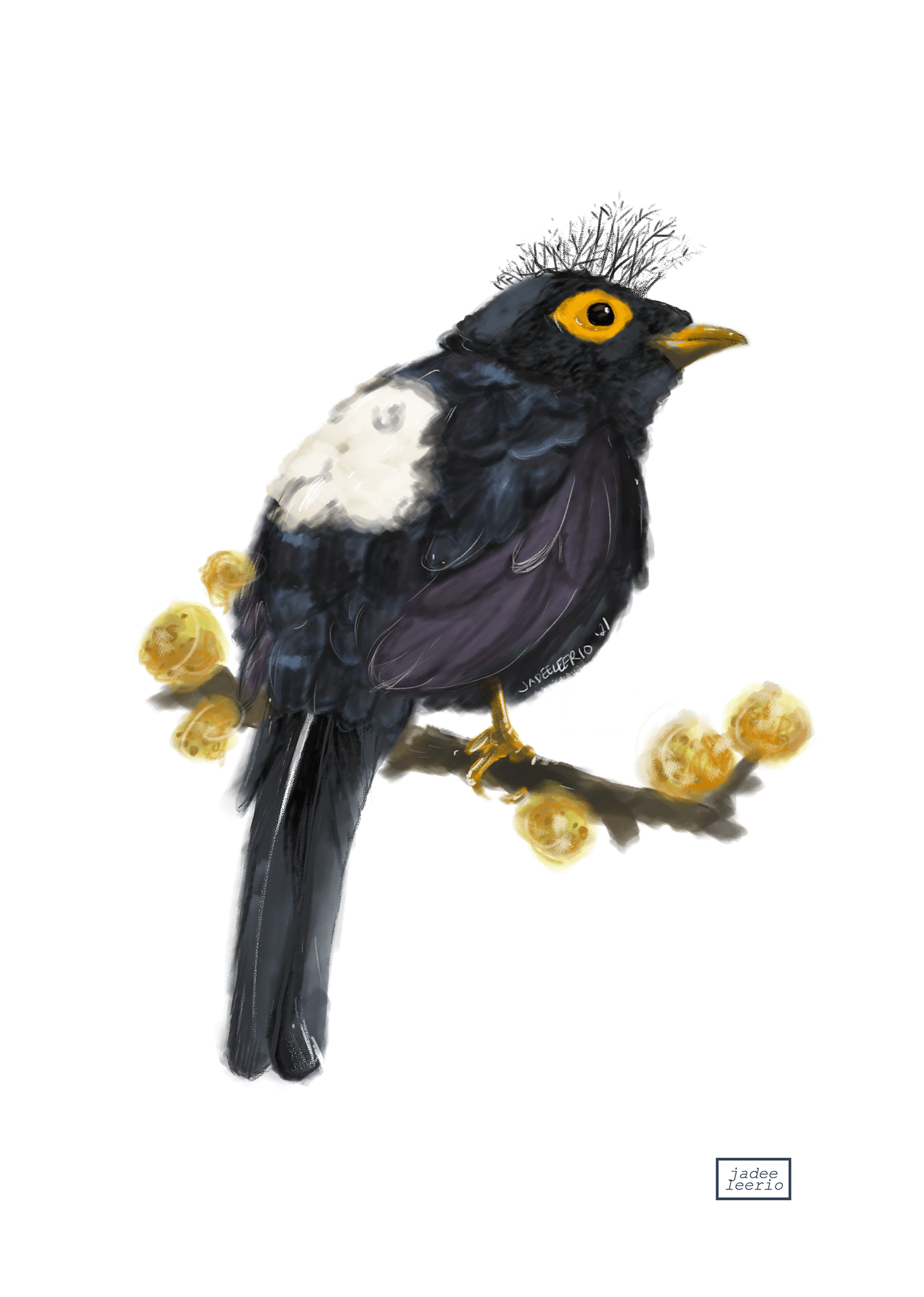 animals art artist bird birds Digital Art  digital illustration digital painting Drawing  fundraising