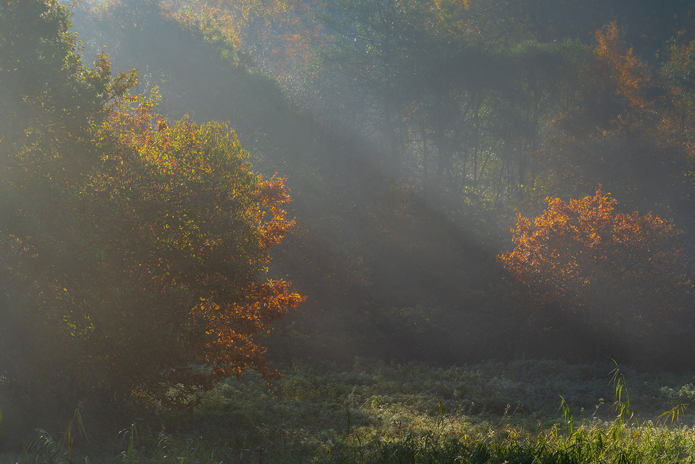 autumn fog light mist ray Sun Tree 
