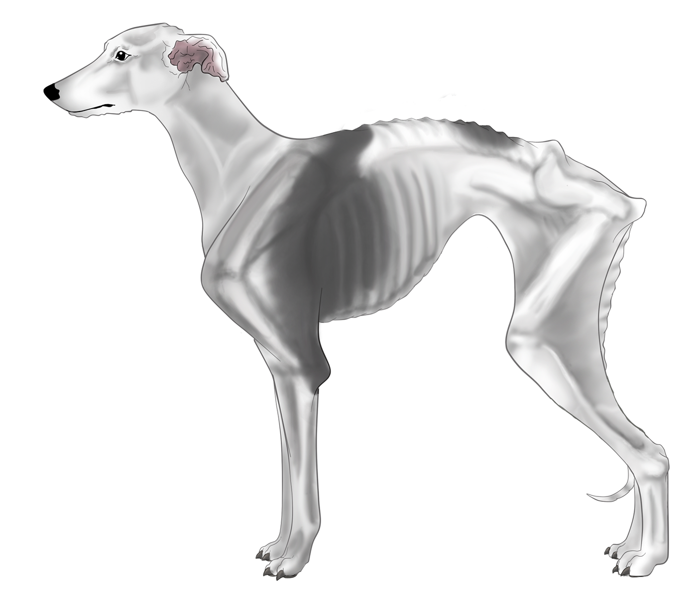 whippet cachorro cão dog GALGO escore corporal obesidade canina anatomia