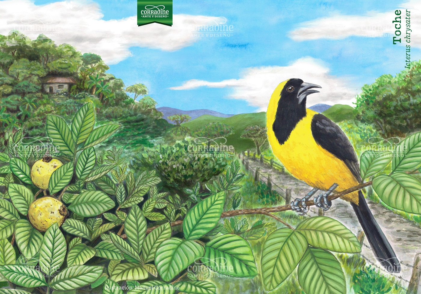 aves birds colombia cuadernos libretas Nature notebook cover notebooks sketchbook watercolor