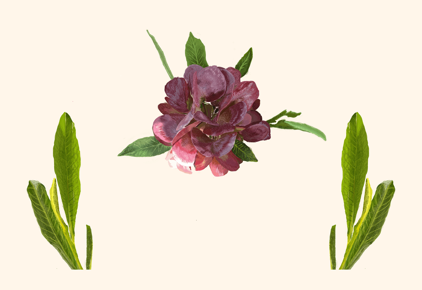 ilustración botánica