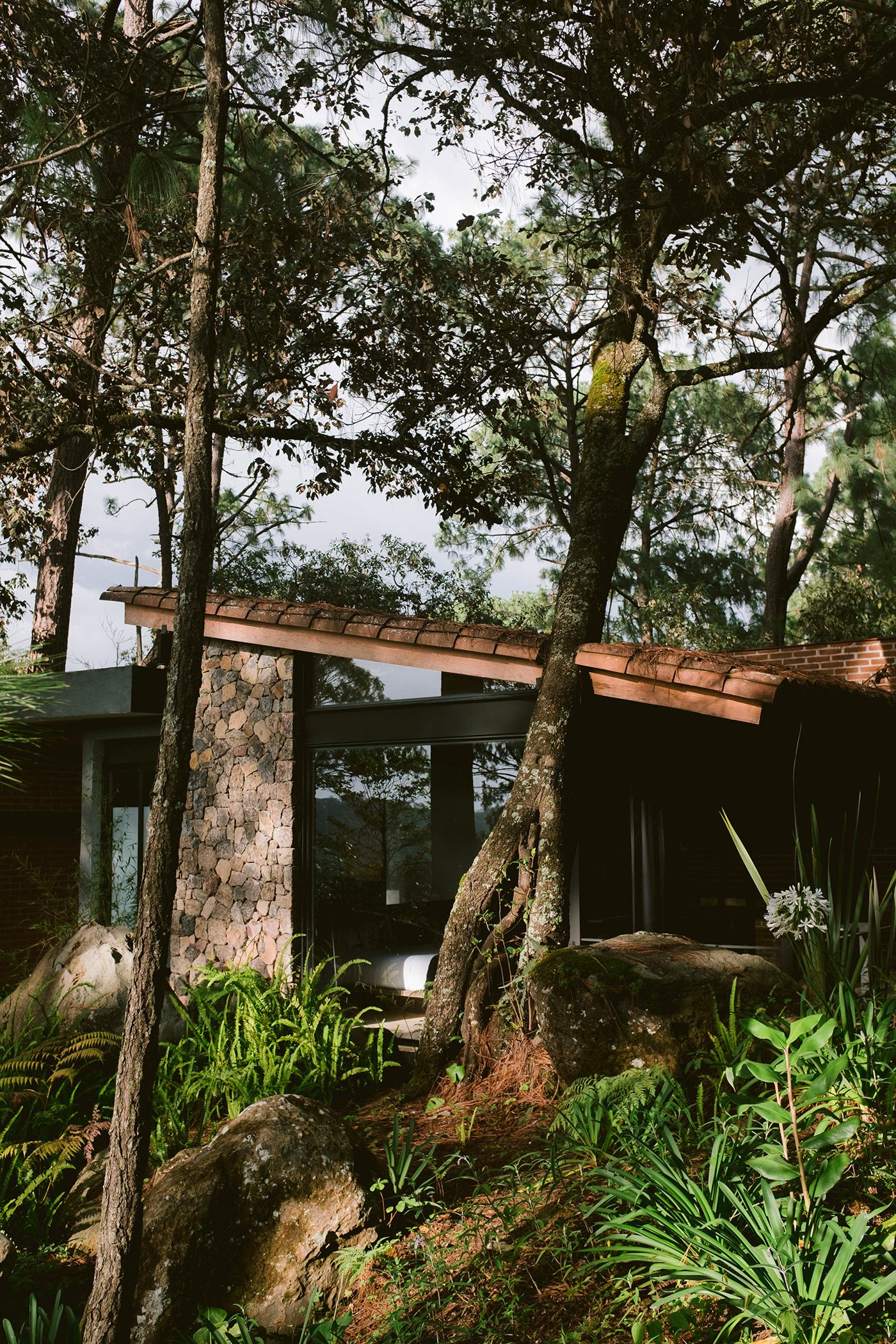 architecture exterior forest mexico Nature Photography  trees valle de bravo woods