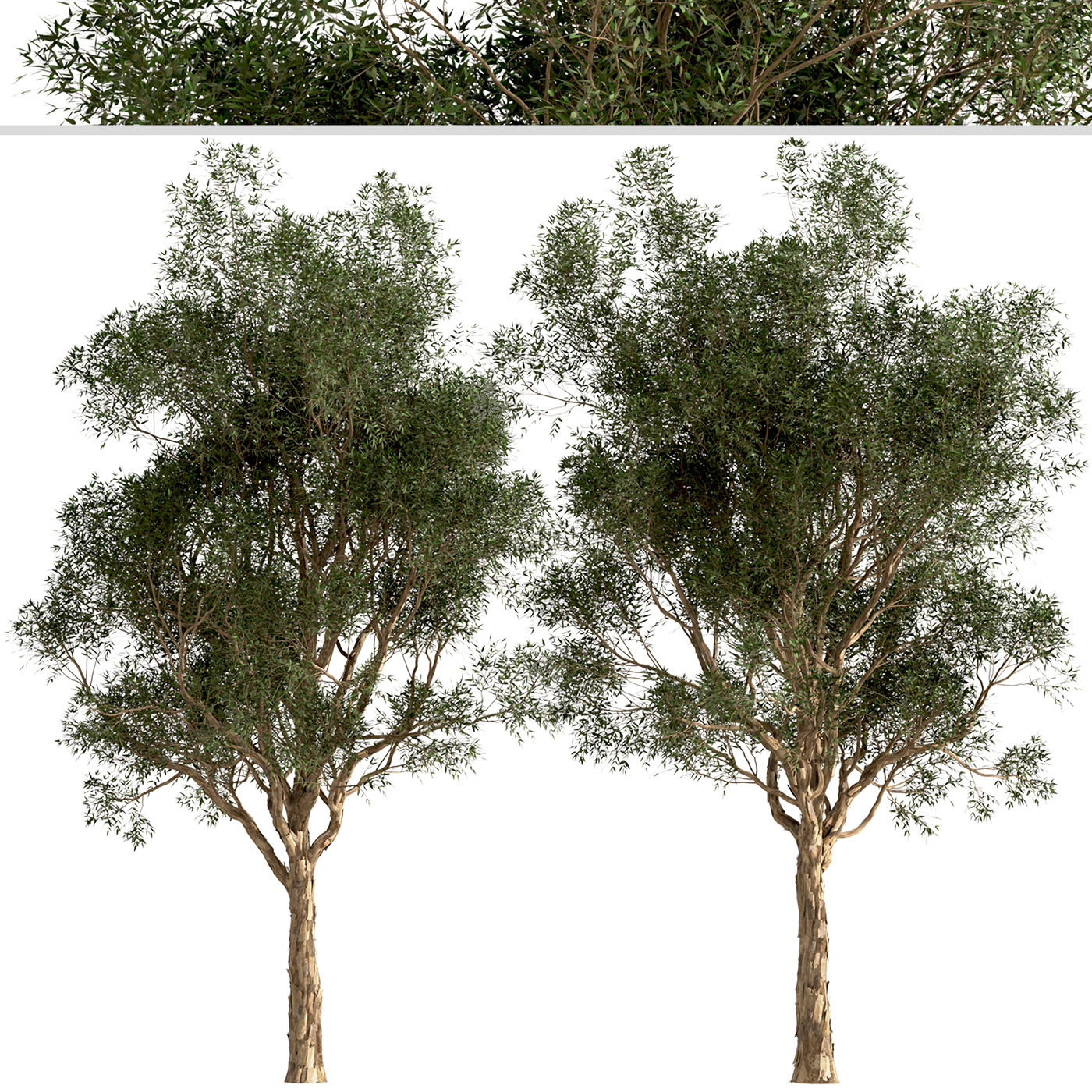 Australian eucalyptus garden Gum tree Landscape leaf Native Tree  trees