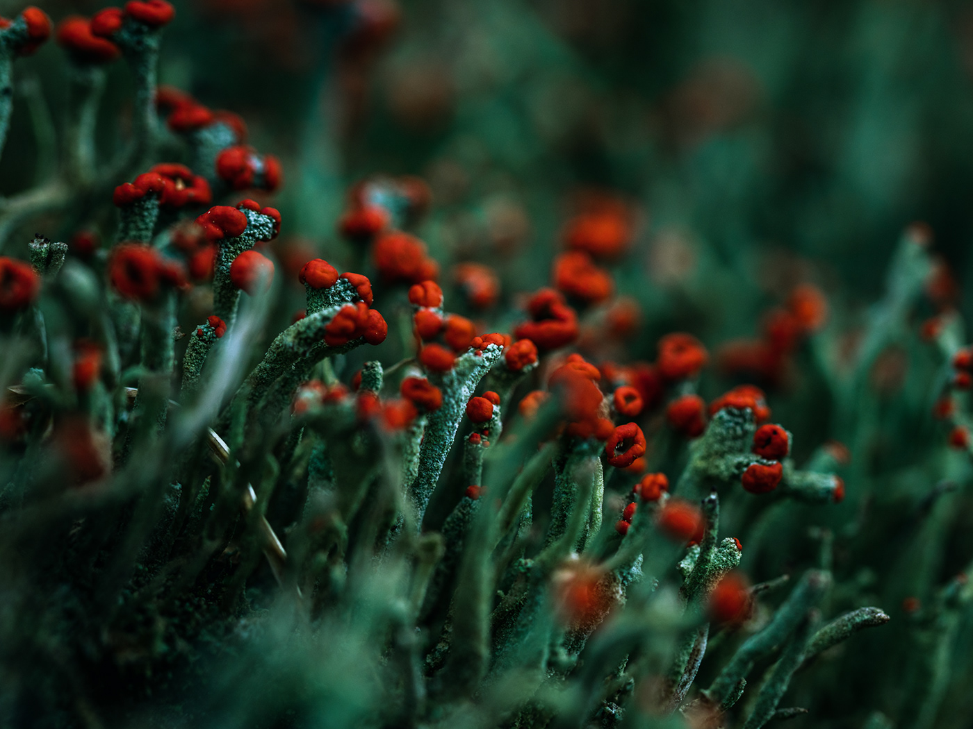 blooming earth green lichen macro Macro Photography mushroom Nature nature photography plants