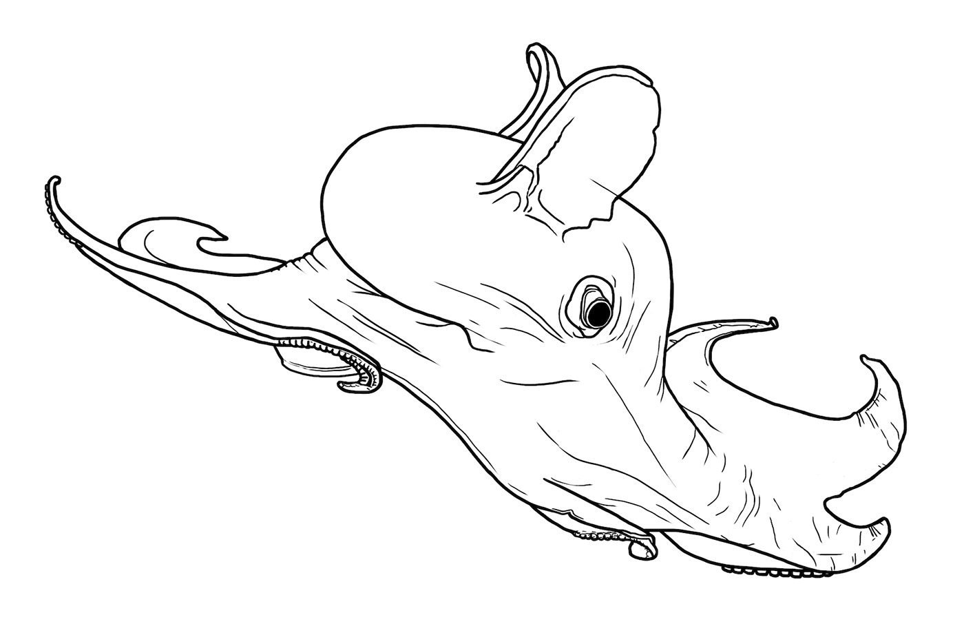 Drawing  digital illustration animal illustration animals sea creatures science illustration cuttlefish octopus Squid cephalopod