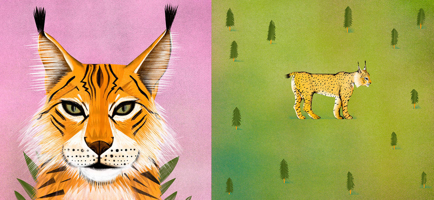 ILLUSTRATION  childrensillustrations picturebook bookforkids lynx ukraine Illustrator