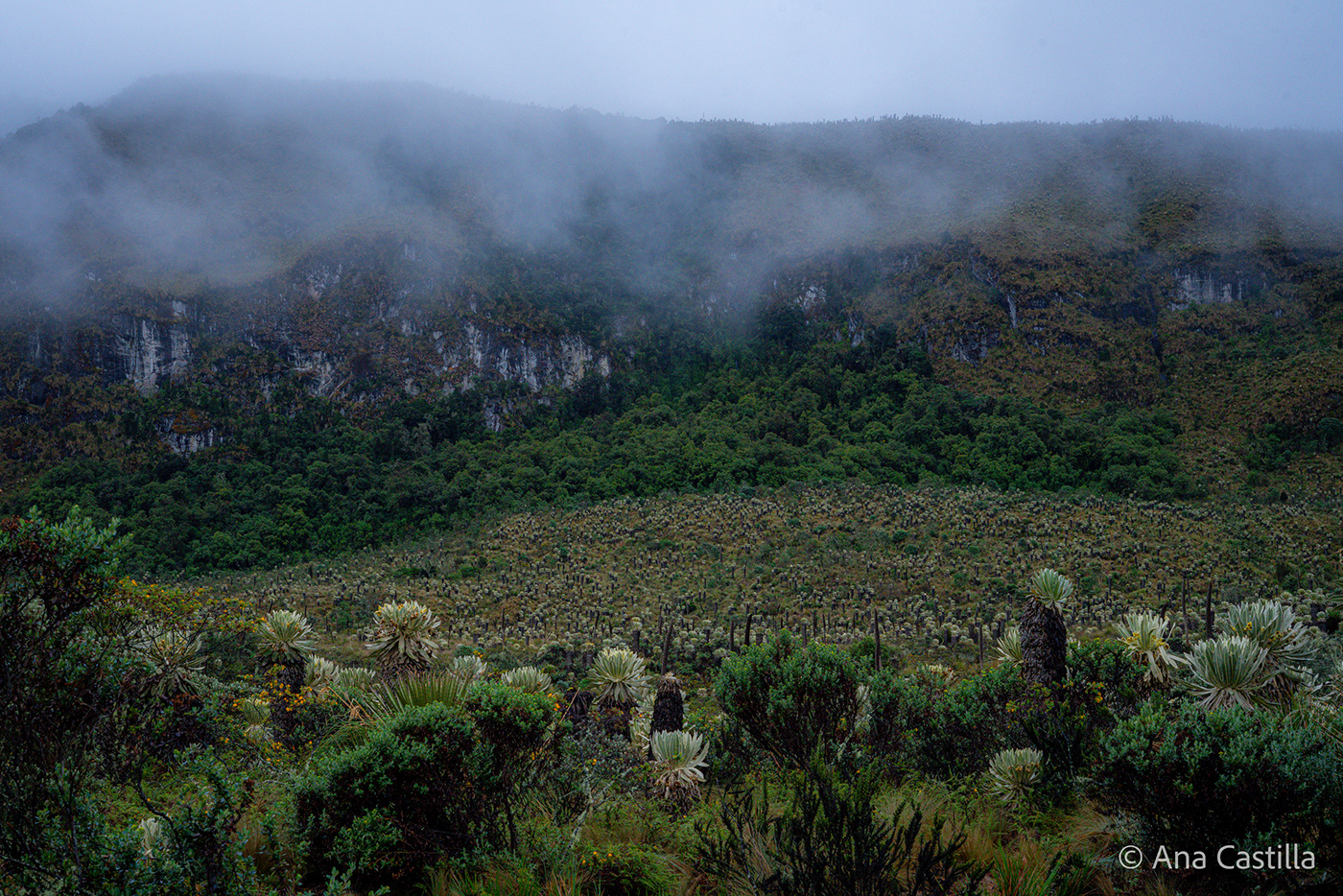 Landscape Photography  paramo frailejón nariño colombia mountains hiking los andes nature photography