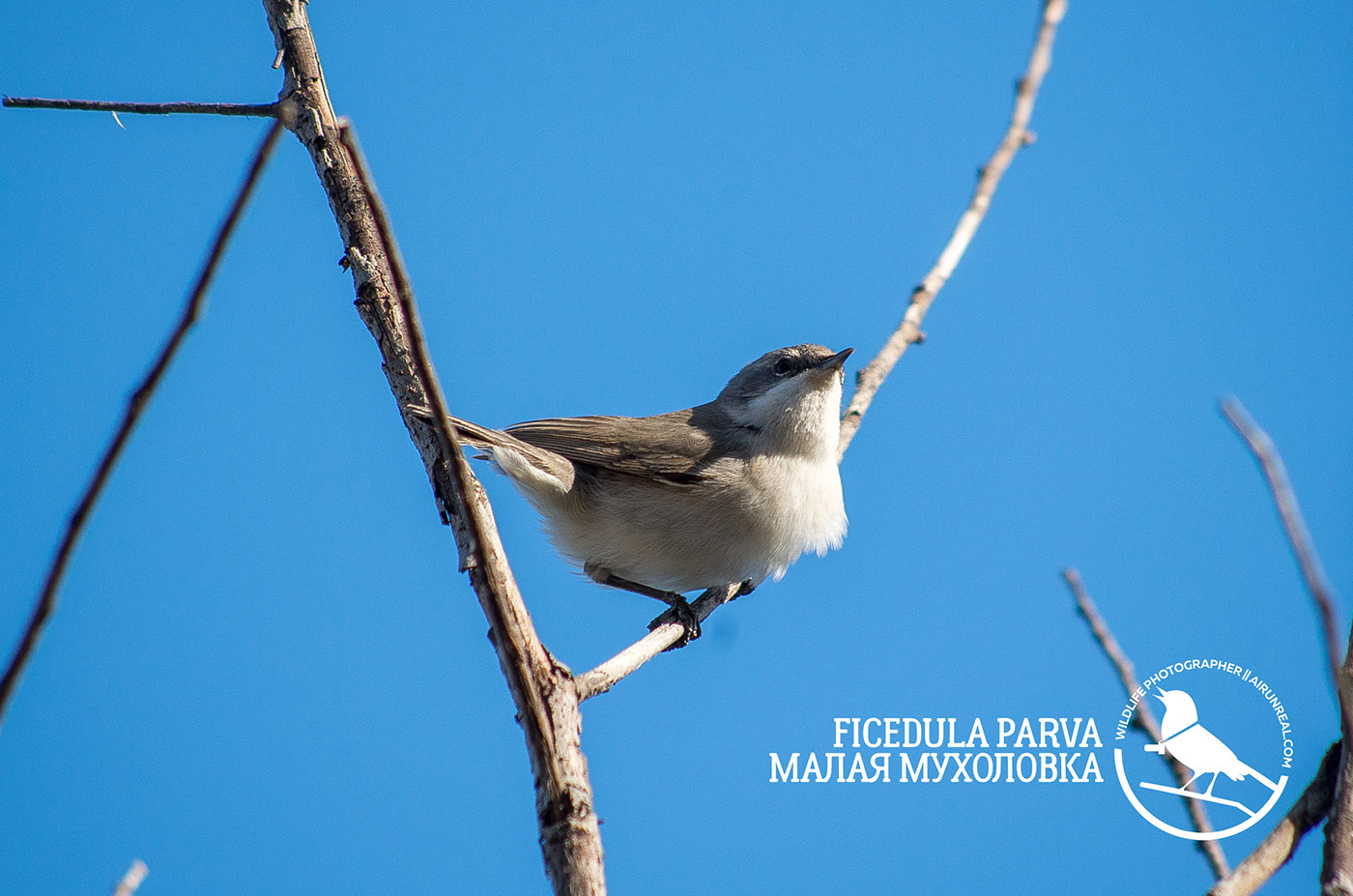 Ficedula parva birds wildlife Russia volgograd