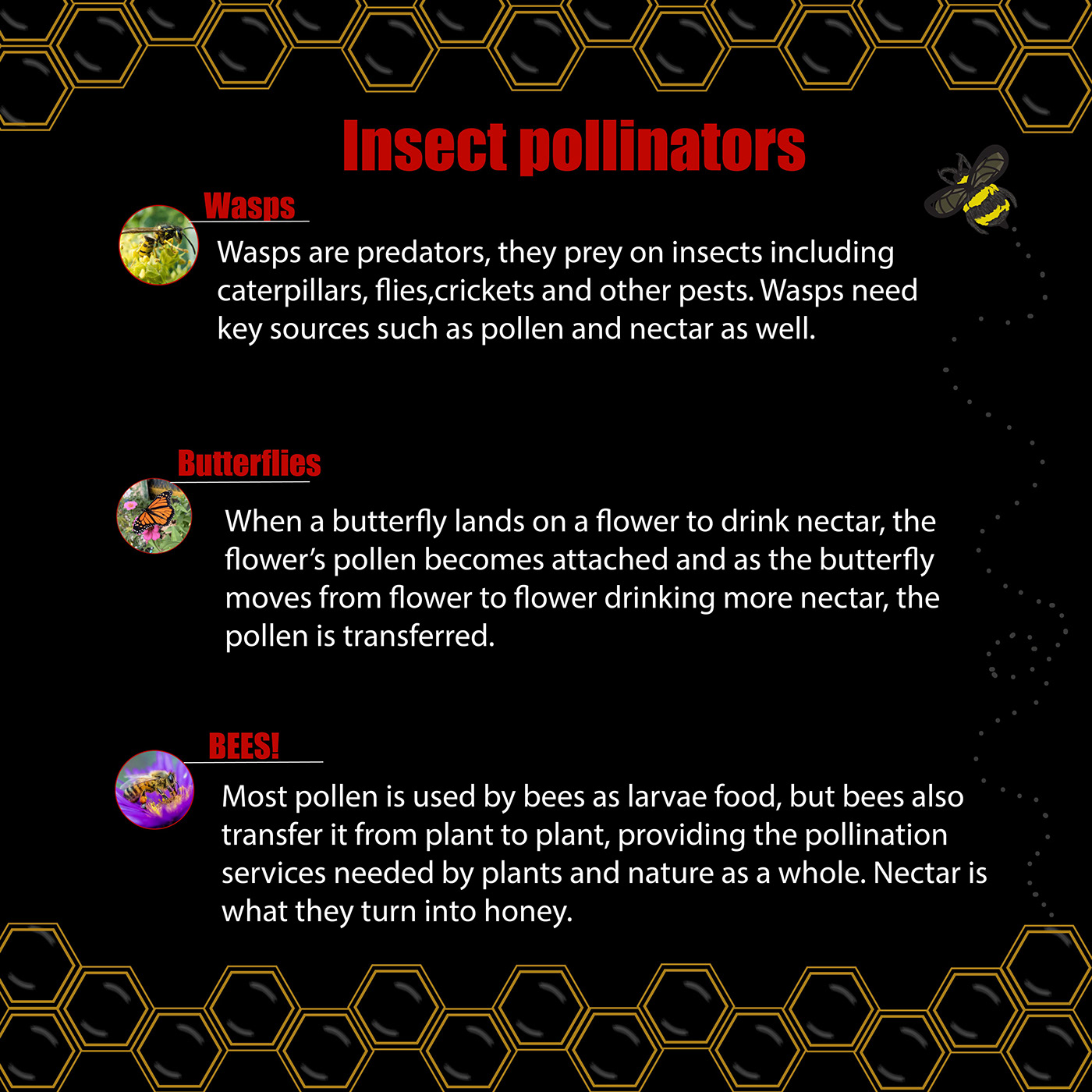 endangered pollinators typography   infographic