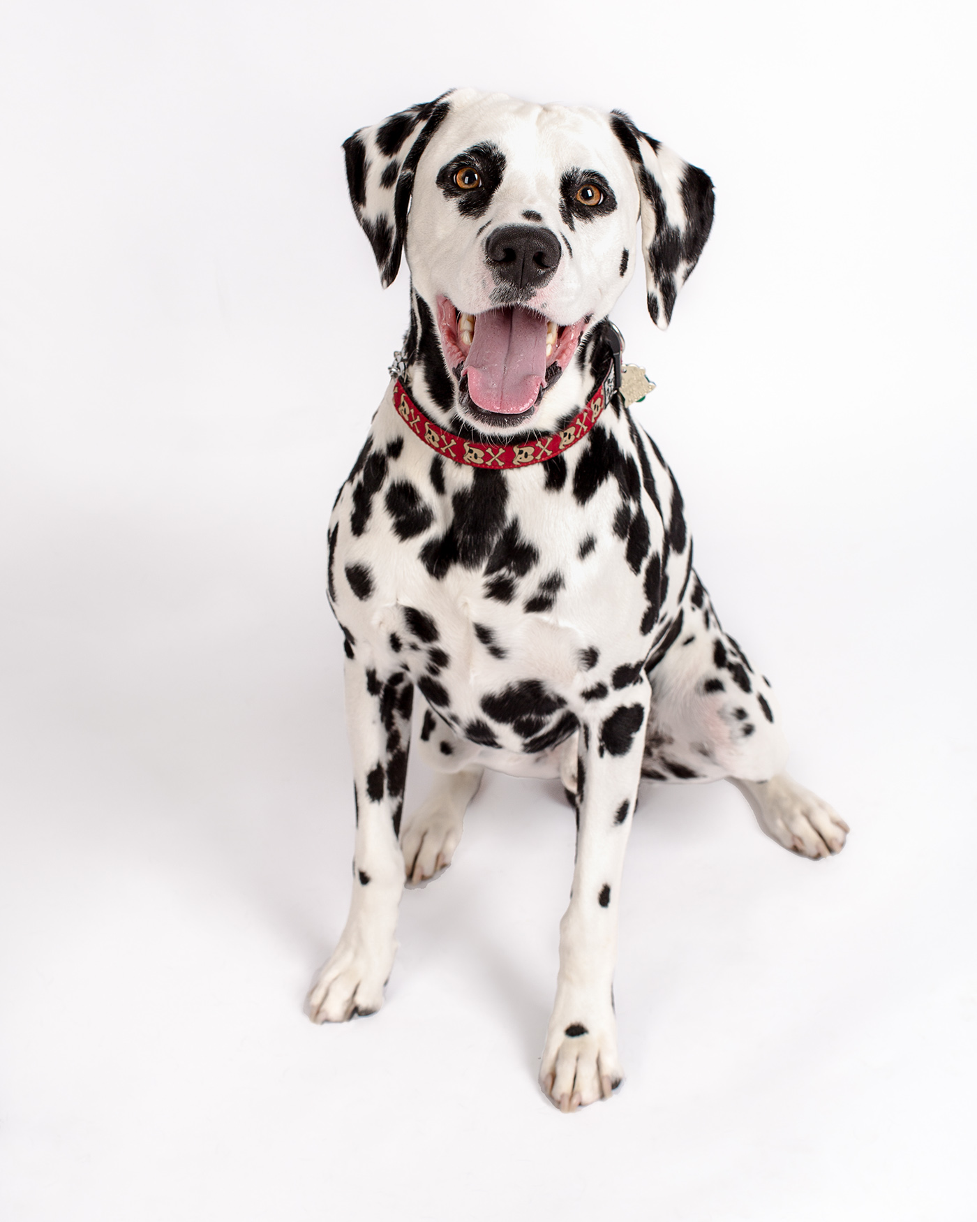 Adobe Portfolio studio dog photography Dog actor dog headshot Dalmatian actor dalmatian portrait dog photography