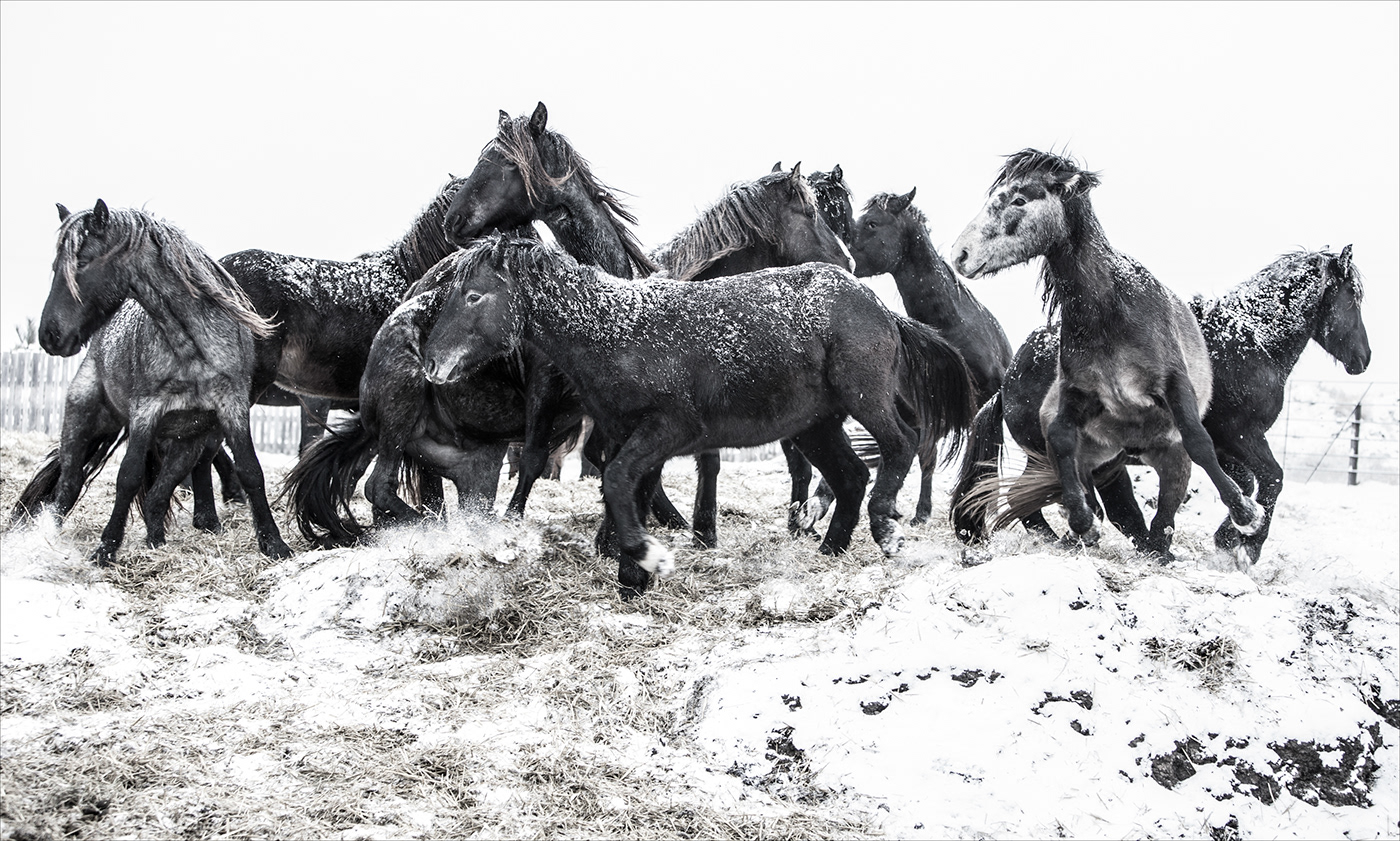blackwhitephotography exploring Feralhorses horse horses NorthDakota outdoors western wildhorses winter